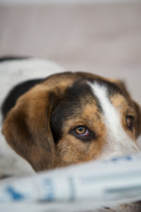 Mischlingshund mit Zeitung, Portrait Mischlingshund mit Zeitung, Portrait